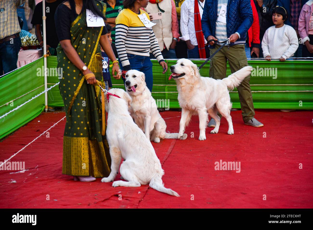 GUWAHATI, ASSAM, INDIA - 17 DICEMBRE: Un cane viene visto durante il Dog Show a Guwahati, India, il 17 dicembre 2023. Foto Stock