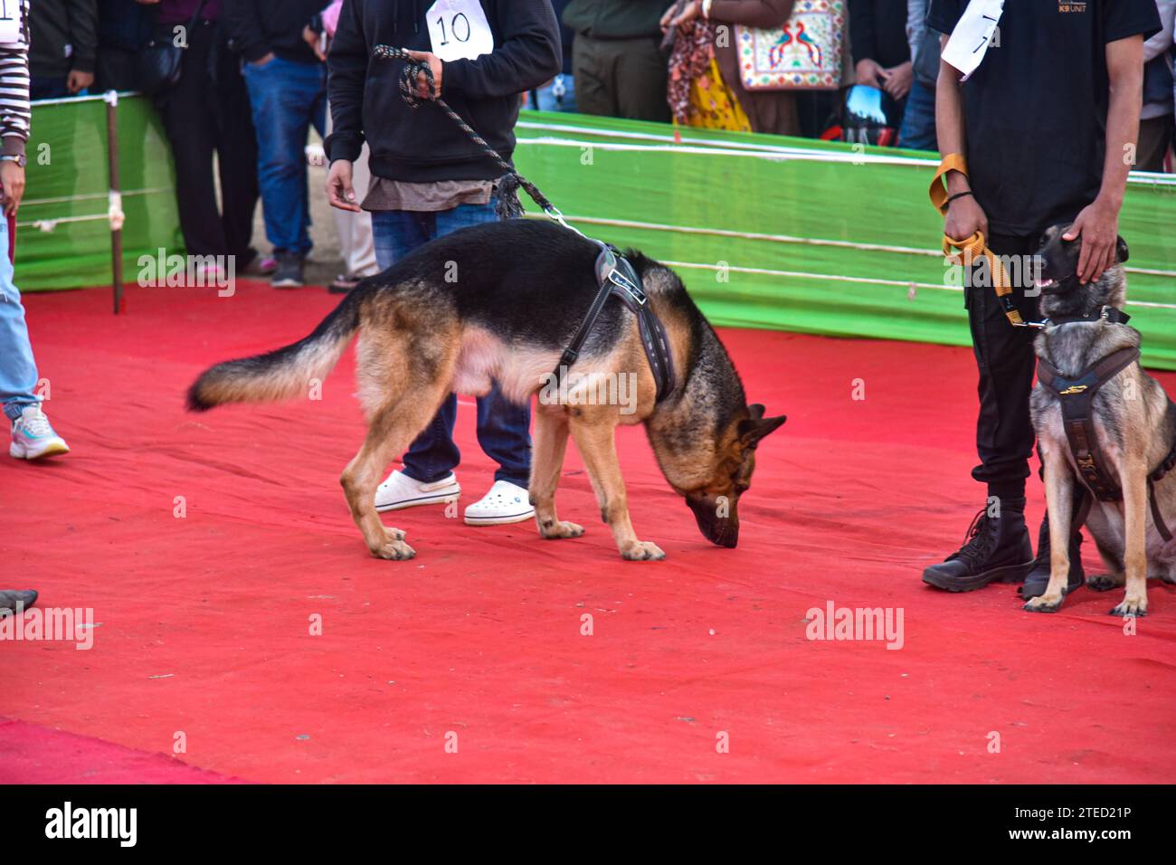 GUWAHATI, ASSAM, INDIA - 17 DICEMBRE: Un cane viene visto durante il Dog Show a Guwahati, India, il 17 dicembre 2023. Foto Stock