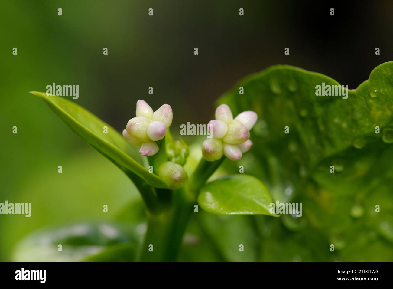 Basella alba fiori e foglie Foto Stock