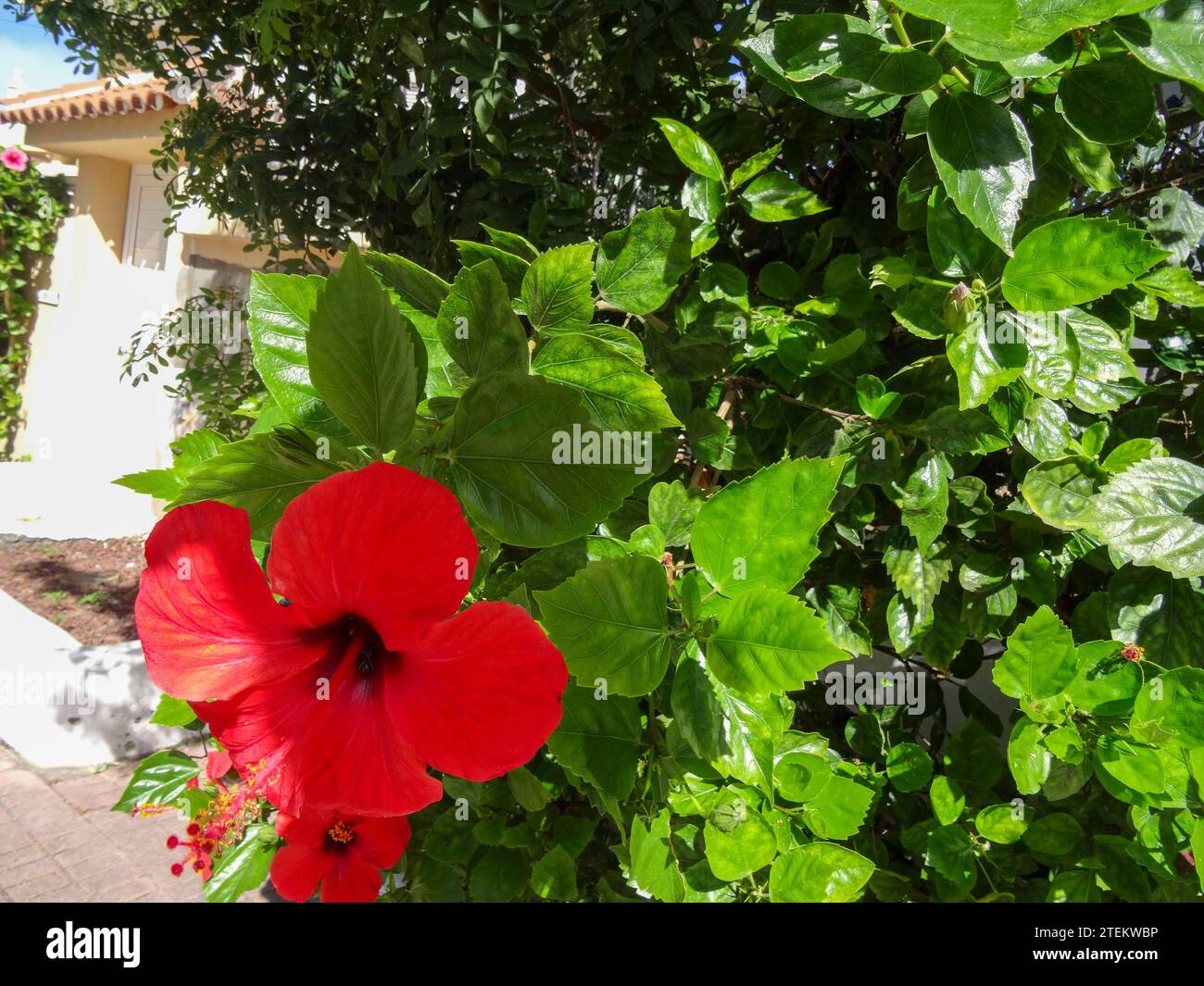 Ritratto naturale ravvicinato della pianta di Hibiscus rosso singolo in buona luce, spazio negativo in luce solare più luminosa Foto Stock