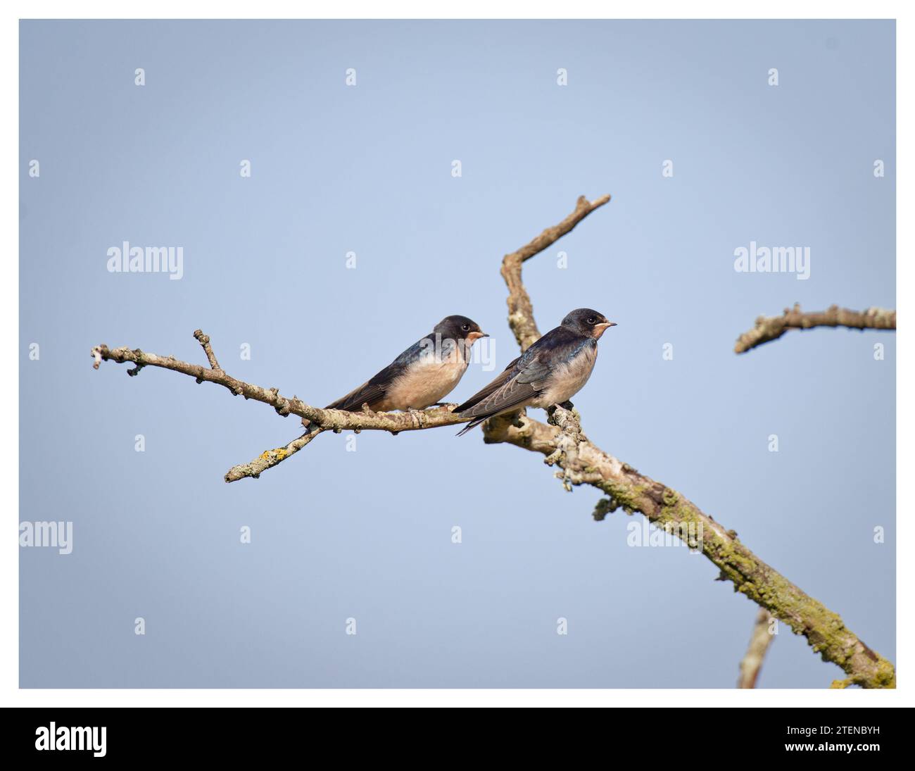 Swallows arroccato sul ramo morto, Ouse Valley, Regno Unito Foto Stock