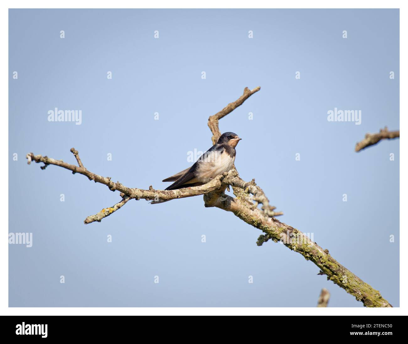 Swallows arroccato sul ramo morto, Ouse Valley, Regno Unito Foto Stock