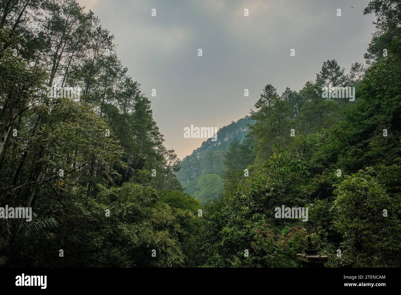 Immergetevi nel fascino sereno di Taman Hutan, un parco naturale di flora indonesiana vicino a Bandung, dove vegetazione lussureggiante e flora vibrante creano un pisello Foto Stock
