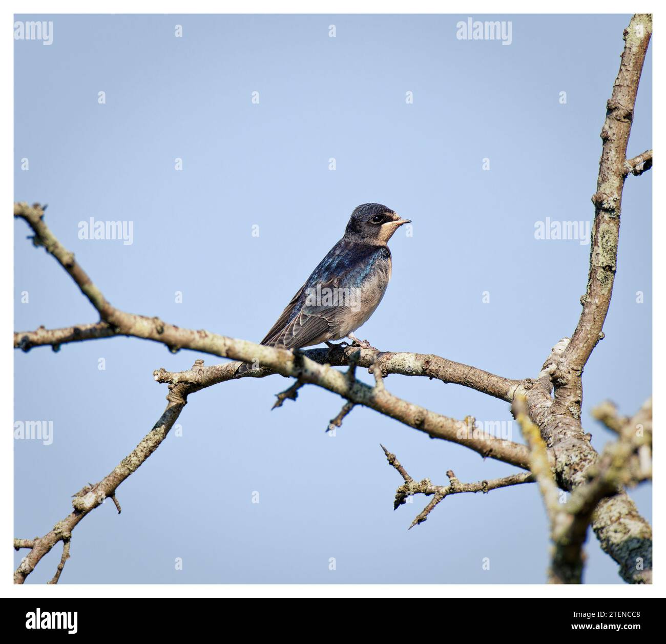 Swallows arroccato sul ramo morto, Ouse Valley, Regno Unito Foto Stock