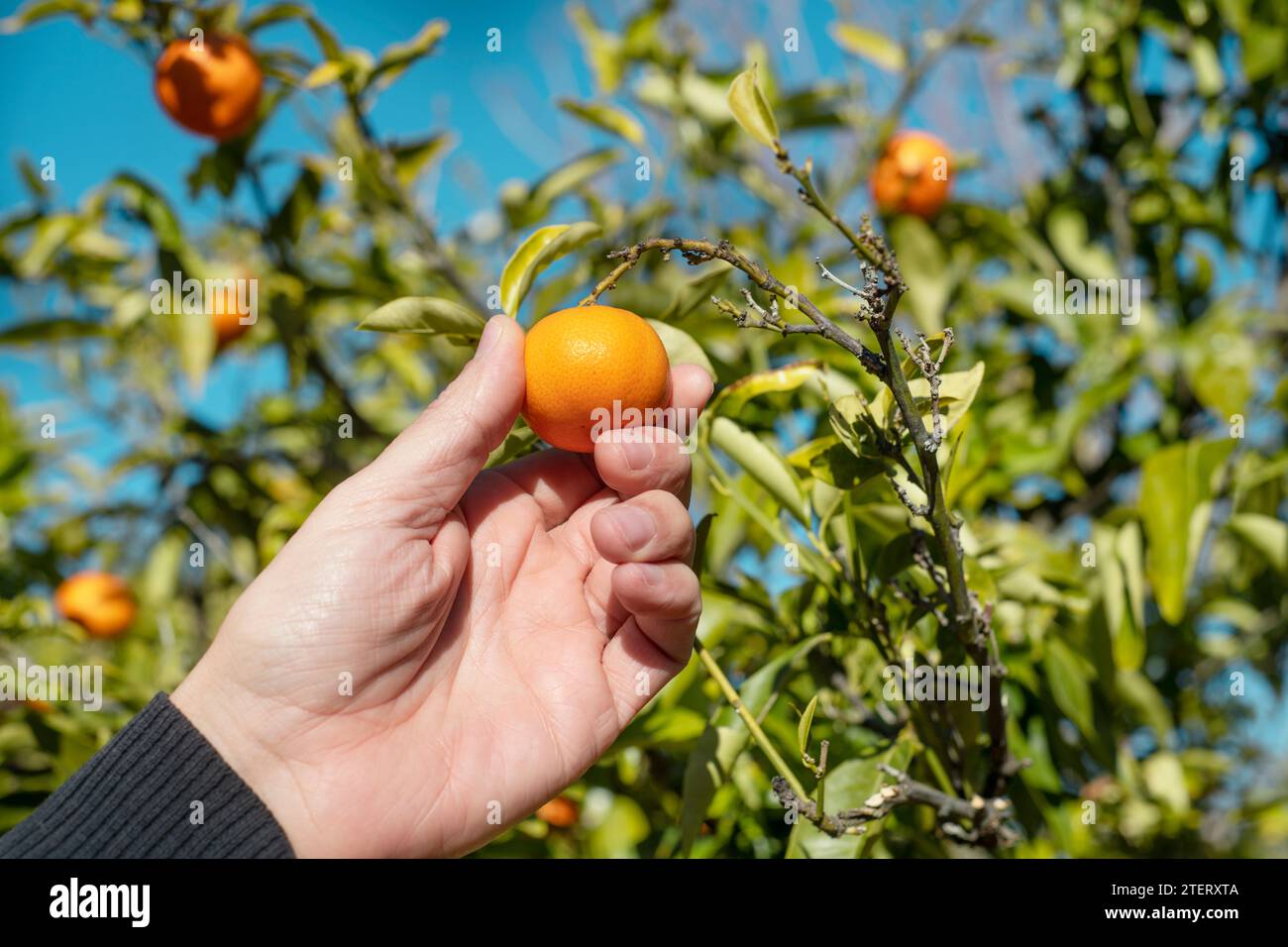 closeup un uomo che raccoglie dei tangerini dall'albero, in un frutteto in Catalogna, Spagna Foto Stock