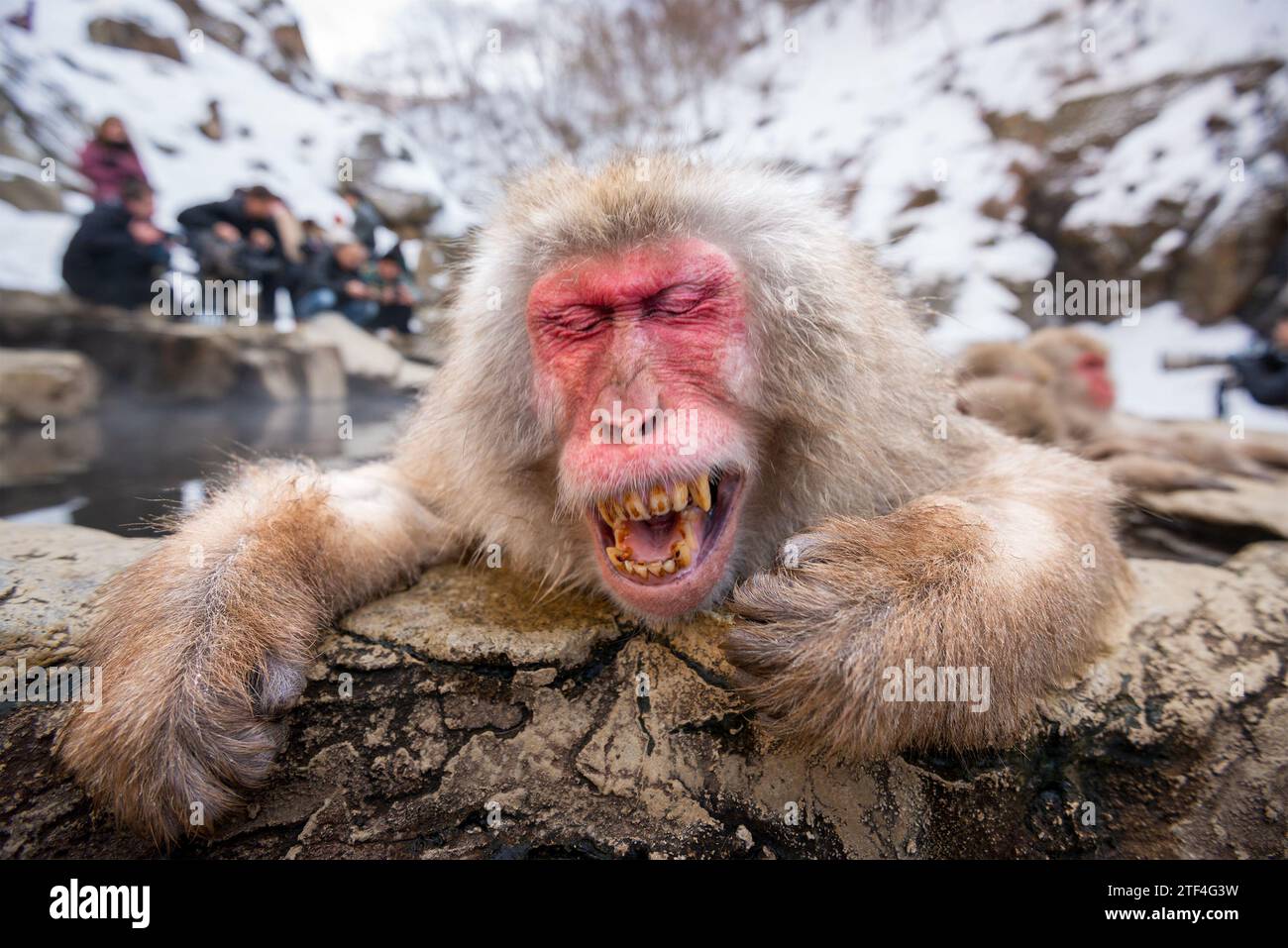 Bagno di macachi nelle sorgenti termali nel Parco Jigokudani, Nagano, Giappone. Foto Stock