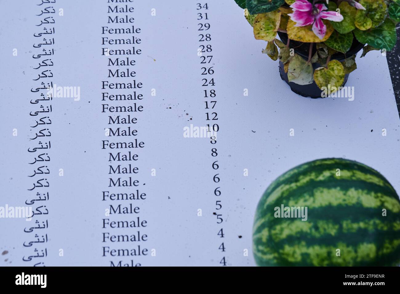 Berlino, Germania. 20 dicembre 2023. Un rotolo di carta lungo un metro dovrebbe mostrare un elenco di nomi, generi ed età delle persone uccise nella Striscia di Gaza. Si trova accanto alla manifestazione, che si svolge a Steinplatz con lo slogan "studenti uniti per una Palestina libera”. L'associazione studentesca di Berlino ha chiesto la manifestazione, che è diretta contro gli attacchi israeliani alla Striscia di Gaza. Gli organizzatori accusano Israele di essere responsabile del genocidio dei palestinesi. Crediti: Annette Riedl/dpa/Alamy Live News Foto Stock