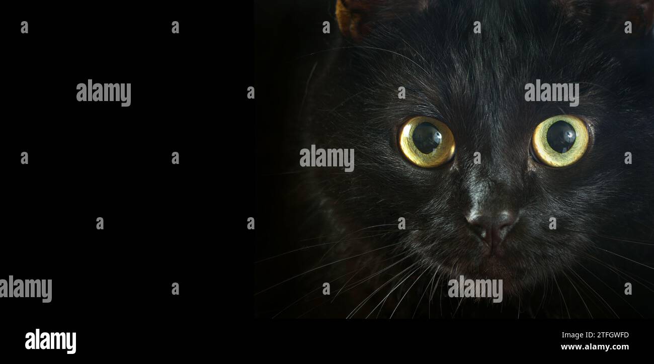 Bombay Cat. ritratto di un gatto nero da vicino. guarda il gatto. copia spazio Foto Stock
