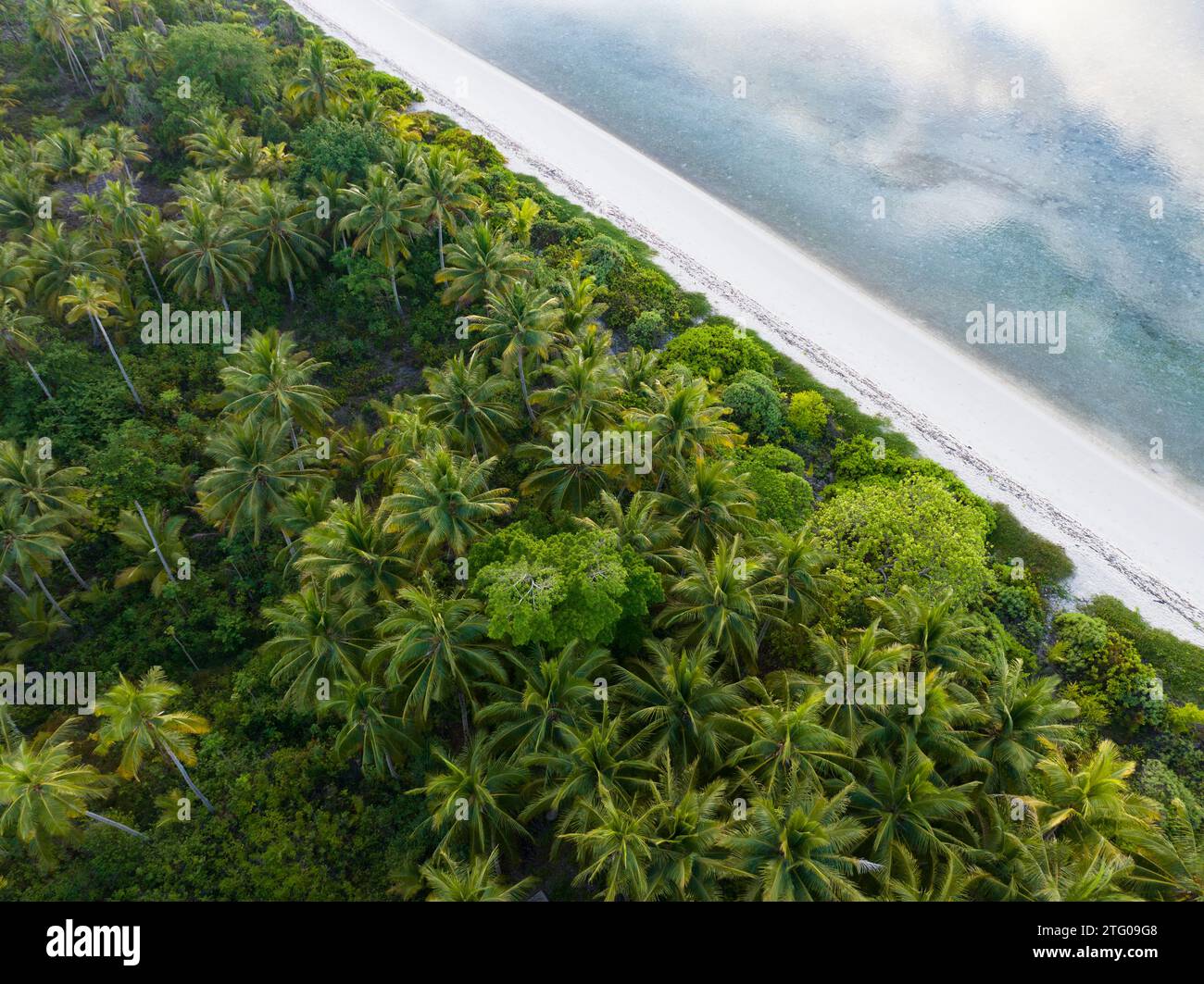Le palme crescono lungo una spiaggia vuota e idilliaca su un'isola remota in Indonesia. Questa regione ha decine di migliaia di isole sparsi per il mare. Foto Stock