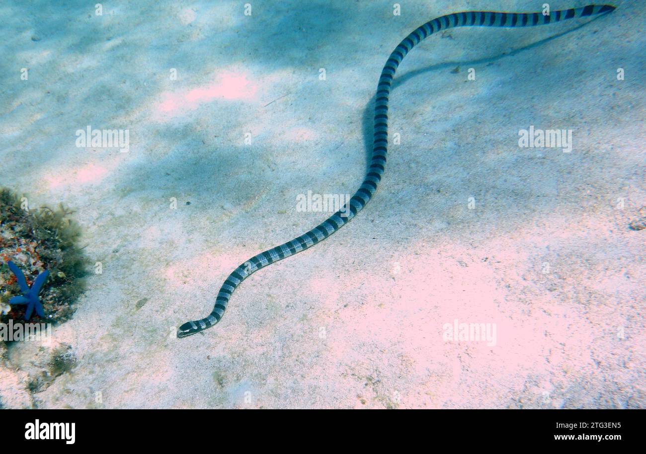Banded Sea Snake nelle Filippine Foto Stock