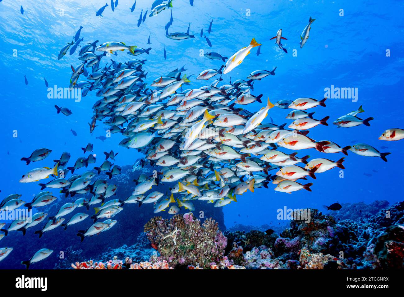 Polinesia francese, Fakarava Nord, Scuola di Humpback Red Snapper (Lutjanus gibbus) Foto Stock