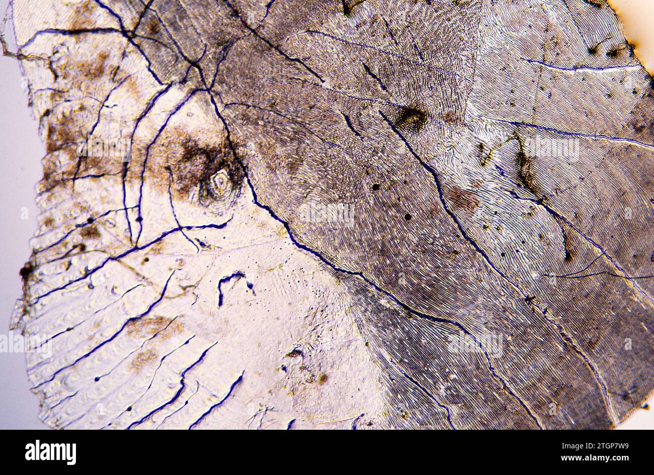 Scala di pesce (trota). Fotomicrografia. Foto Stock