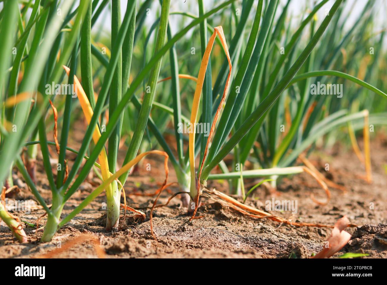 Cipolla che cresce nel campo, primo piano delle piante di cipolla verde Foto Stock