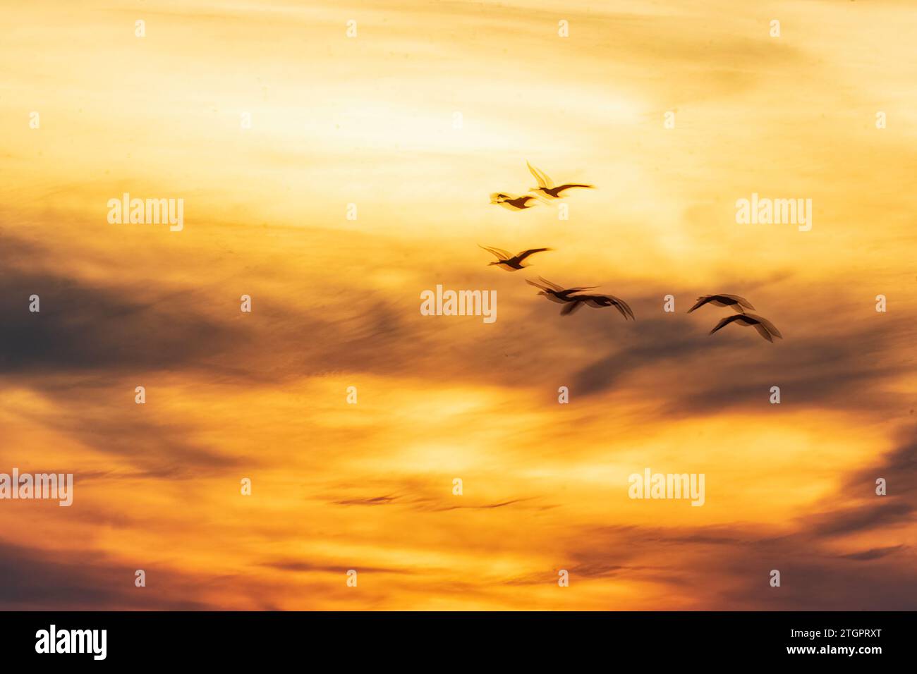 Volo delle oche canadesi contro il cielo notturno lungoso al tramonto Foto Stock