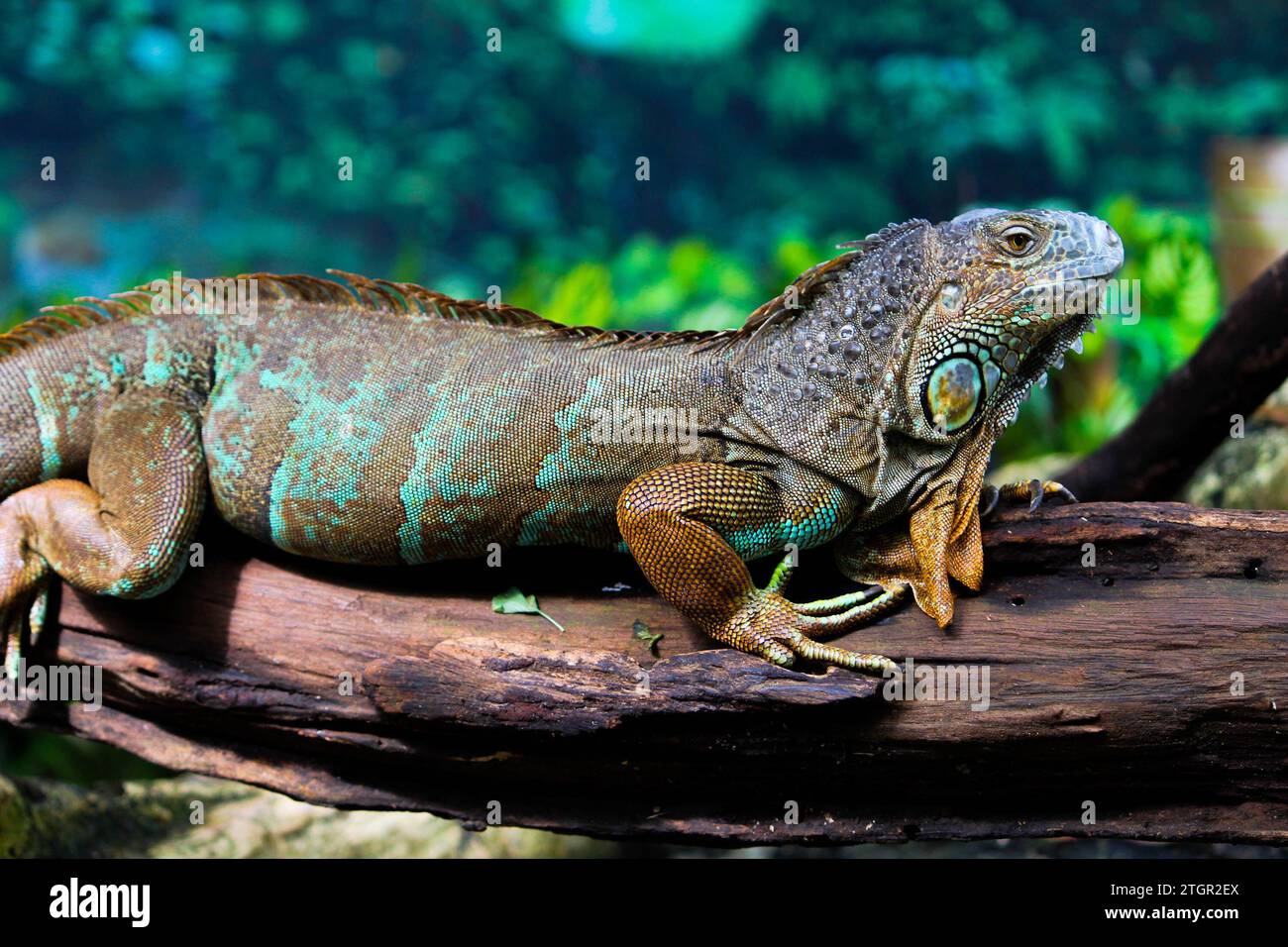 Barca, galleria d'arte e animali Foto Stock