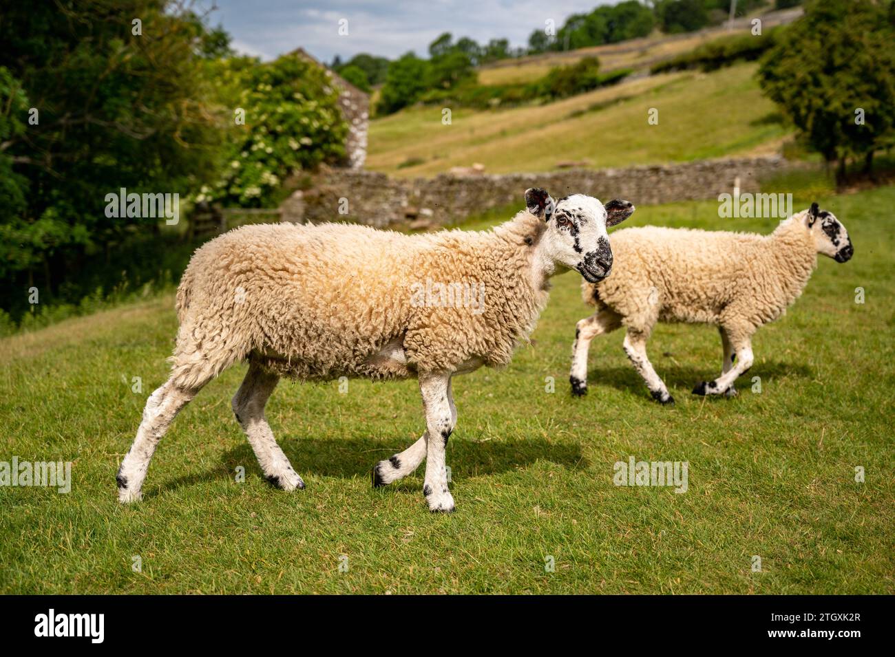 Mulo RAM Lamb in montagna nello Yorkshire in Inghilterra Foto Stock