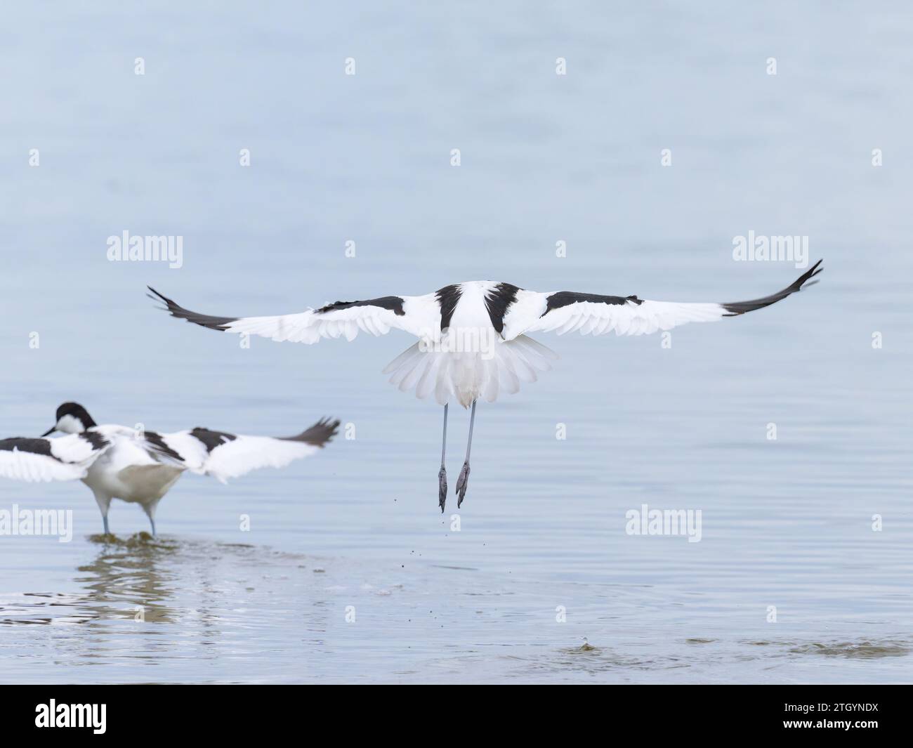 Pied avocets che volano via da uno stagno, giorno nuvoloso in inverno in Camargue (Provenza, Francia) Foto Stock