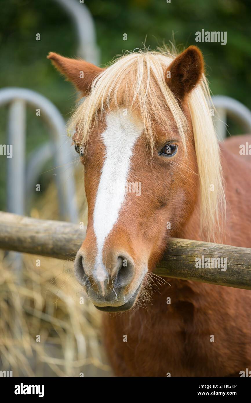 Ritratto ravvicinato di un cavallo bianco marrone, giornata nuvolosa in autunno, all'aperto Foto Stock