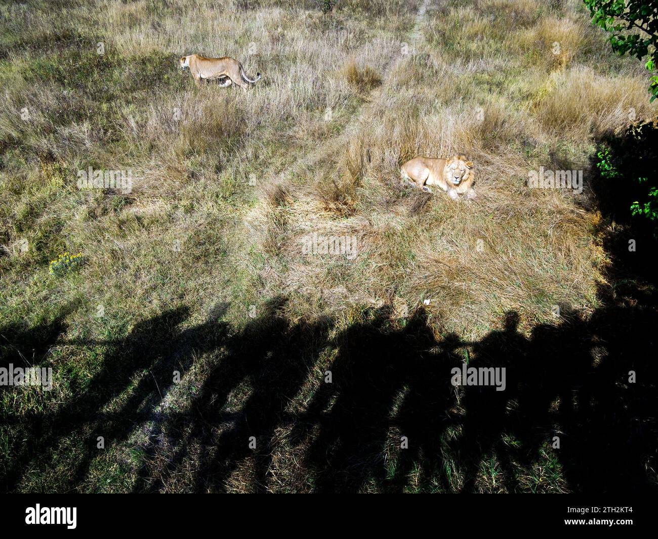 Leoni sdraiati e ombre di persone che guardano animali da piattaforme pedonali, parco safari Taigan, Belogorsk, Crimea Foto Stock