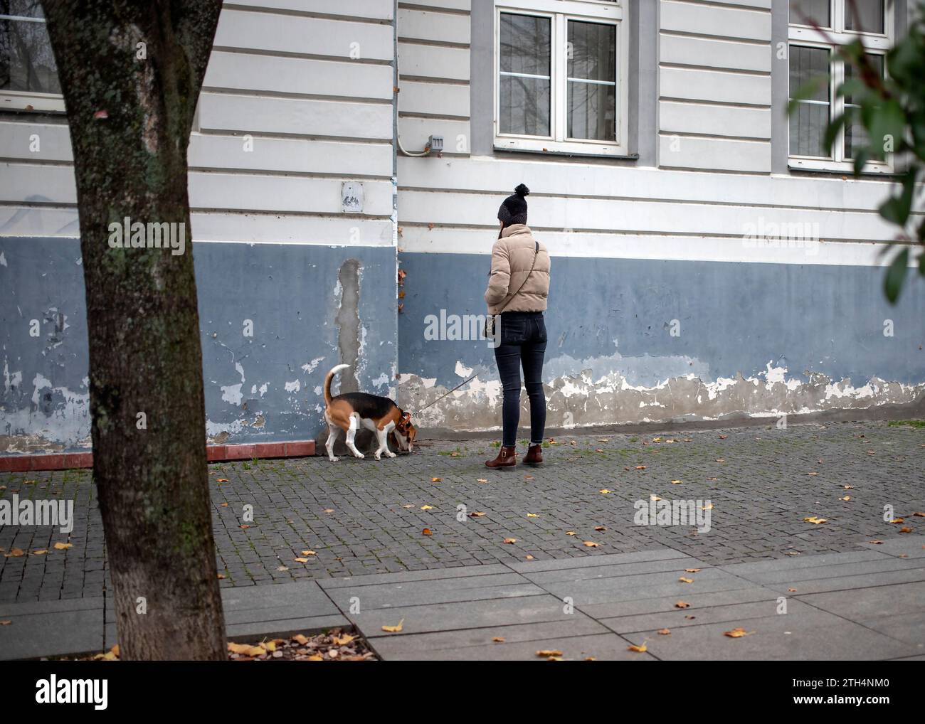 Giovane donna cane a piedi Foto Stock