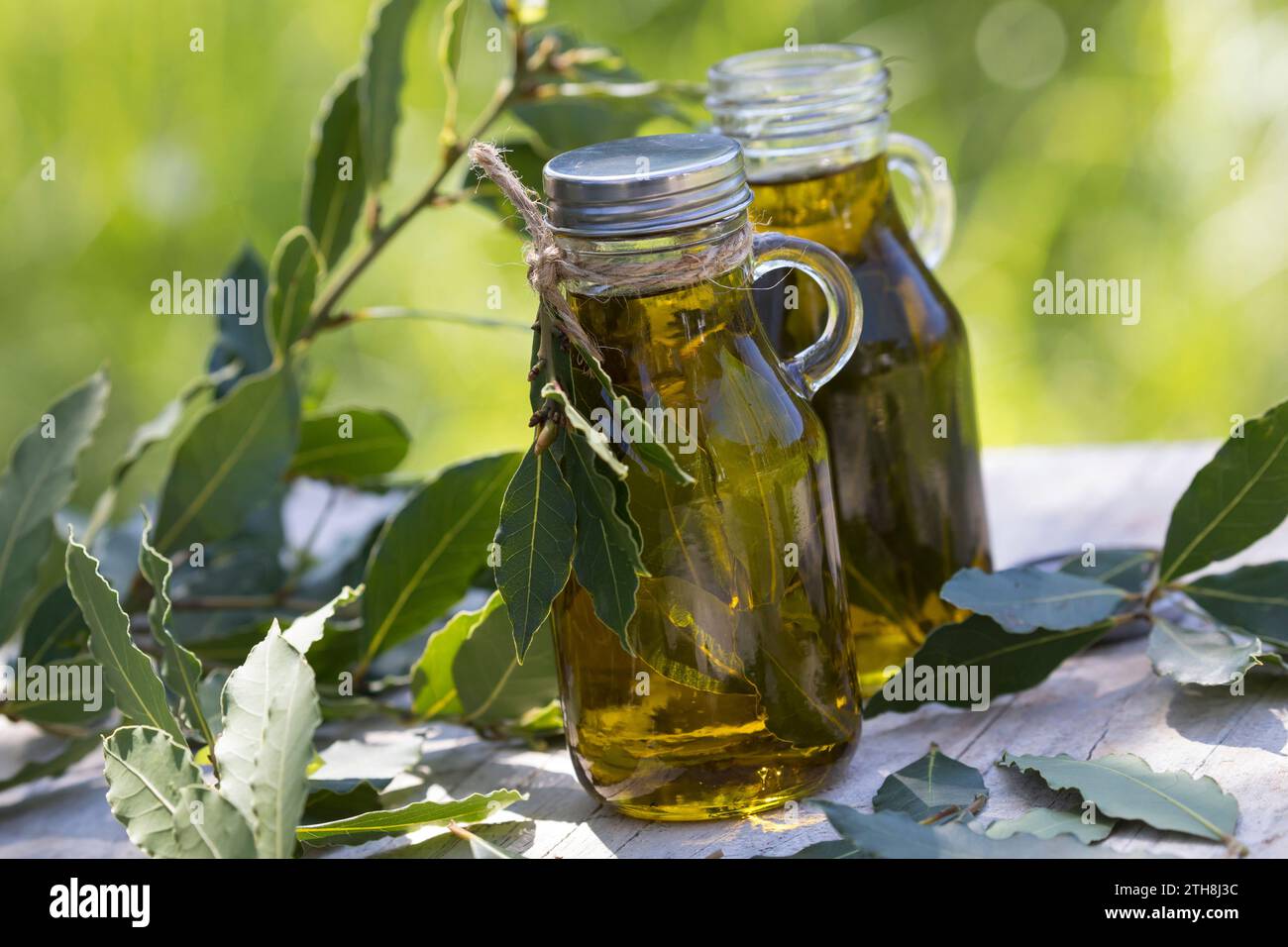 Lorbeer-Öl, Lorbeer-OEL, Lorbeeröl, Lorbeerblätter werden in Olivenöl ausgezogen, Lorbeerbaum, Lorbeer-Baum, Echter Lorbeer, Edel-Lorbeer, Edler Lorbe Foto Stock