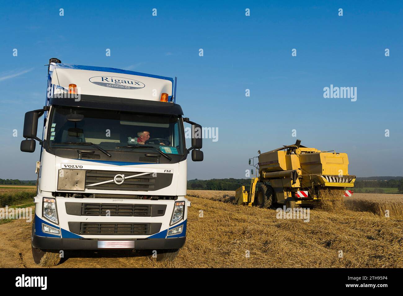 Gli agricoltori approfittano di qualche giorno senza pioggia per raccogliere i loro campi. I semi vengono versati direttamente in un camion. La mietitrebbia assicura un processo Foto Stock