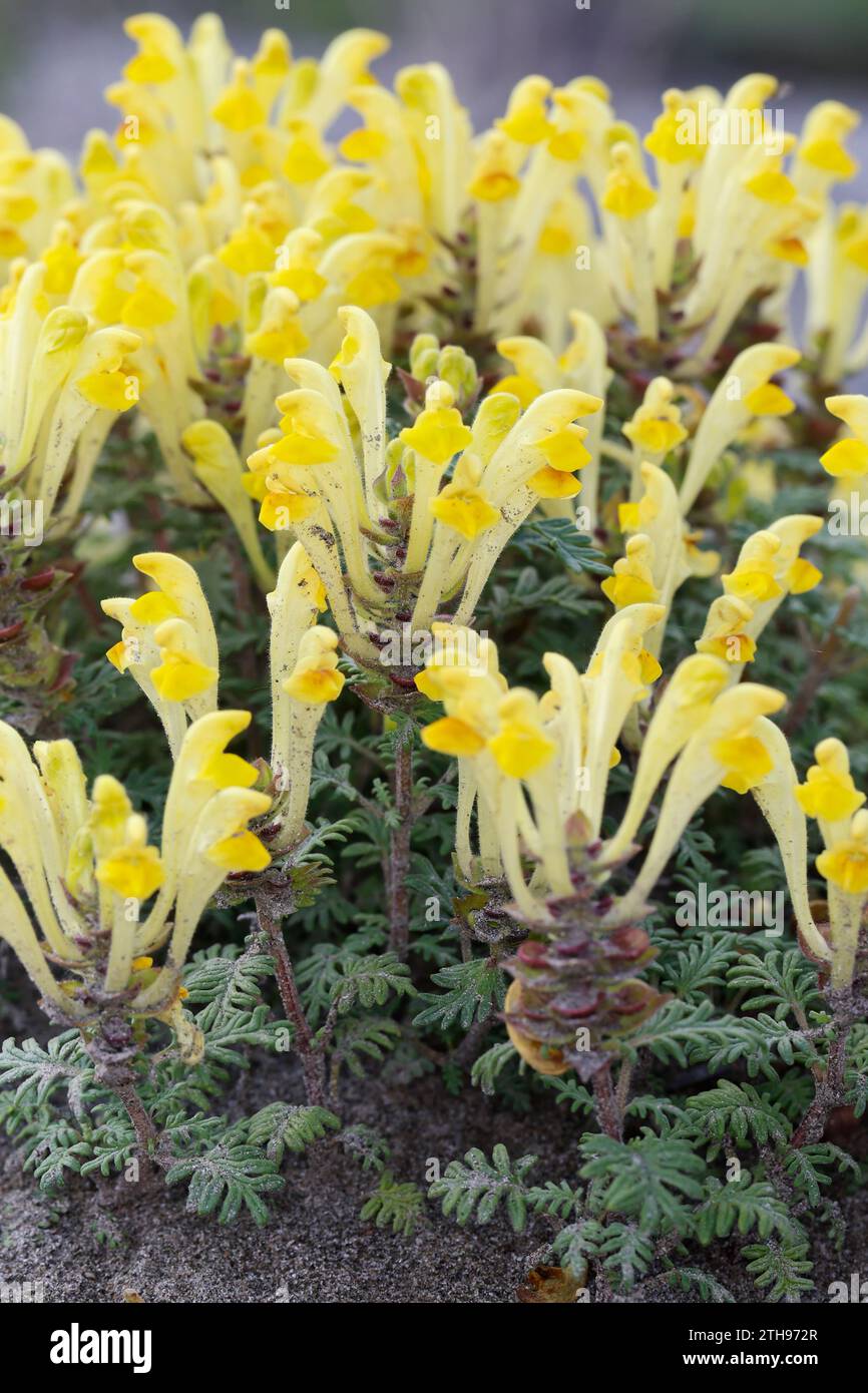 Orientalisches Helmkraut, Gelbblühendes Helmkraut, Scutellaria orientalis, teschio a fiore giallo, teschio a fiore giallo, cranio a fiori gialli Foto Stock