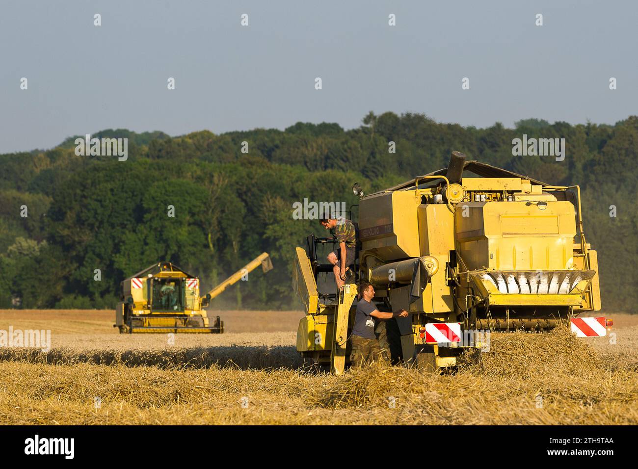 Gli agricoltori approfittano di qualche giorno senza pioggia per raccogliere i loro campi. I semi vengono versati direttamente in un camion. La mietitrebbia assicura un processo Foto Stock