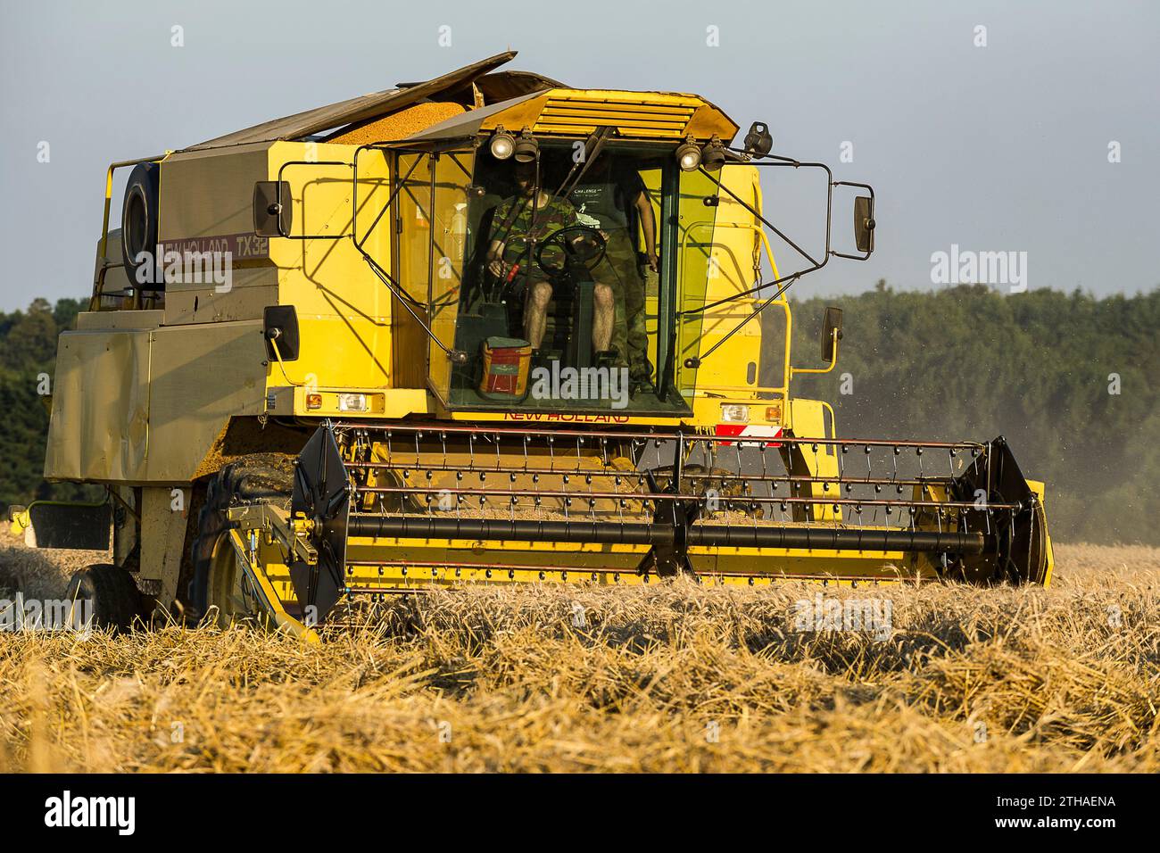 Gli agricoltori approfittano di qualche giorno senza pioggia per raccogliere i loro campi. I semi vengono versati direttamente in un camion. La mietitrebbia assicura un processo Foto Stock