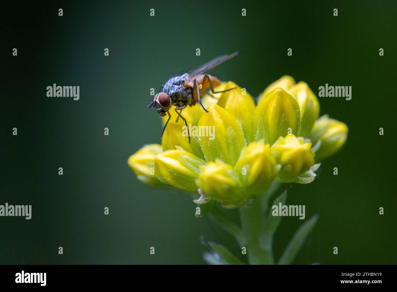 Primo piano di una mosca (forse Pegomya bicolor) arroccata su un fiore roccioso giallo, Inghilterra, Regno Unito Foto Stock