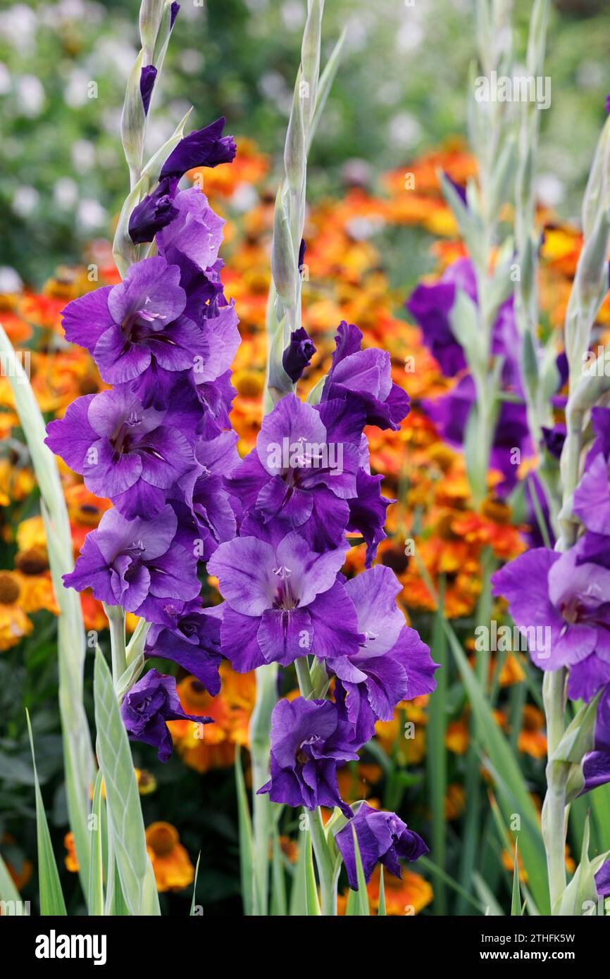 Gladiolus fiore spike. Gladioli viola. Foto Stock