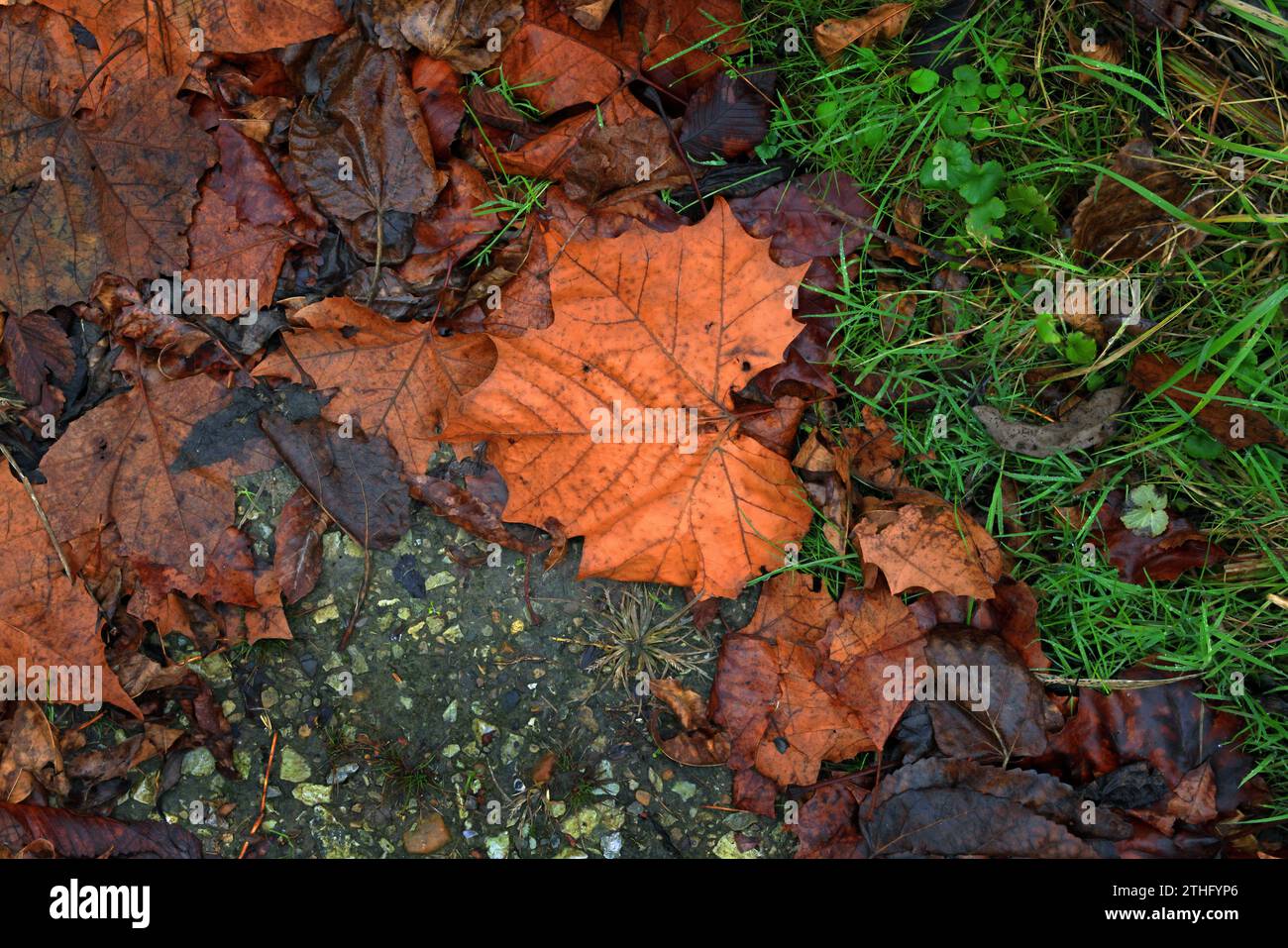 Guardando in basso foglie d'autunno bagnate, erbe e pietre in una prima giornata invernale Foto Stock