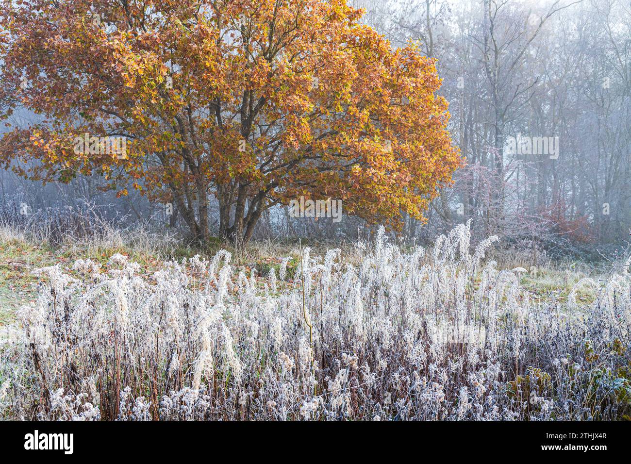 Rovere coppiccato e brina di pappagallo dopo una nebbia che si ritira nella riserva naturale di Rudge Hill (Scottsquar Hill), Edge Common, Edge, Gloucestershire, Inghilterra Regno Unito Foto Stock