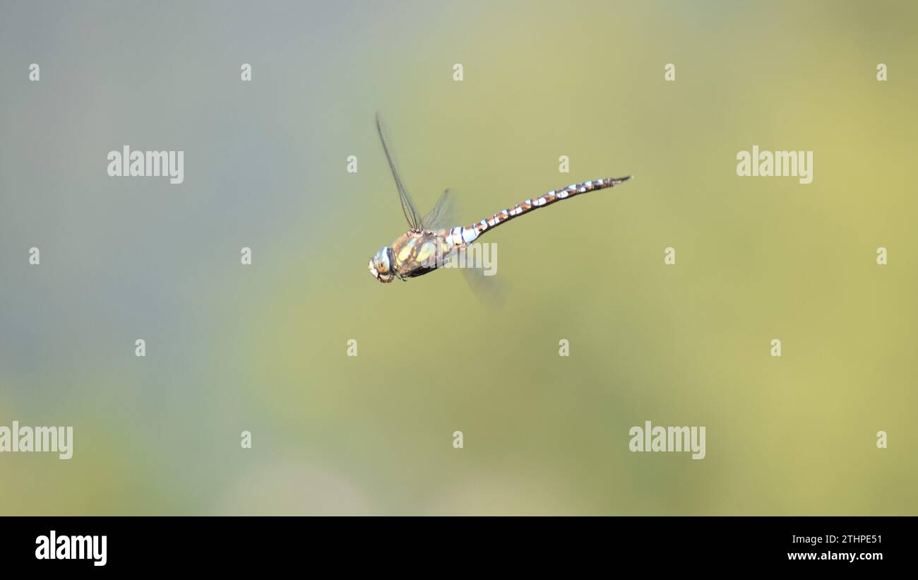 Dragonfly stazionario in volo su sfondo sfocato, l'uomo imita la natura nella costruzione di aeromobili Foto Stock
