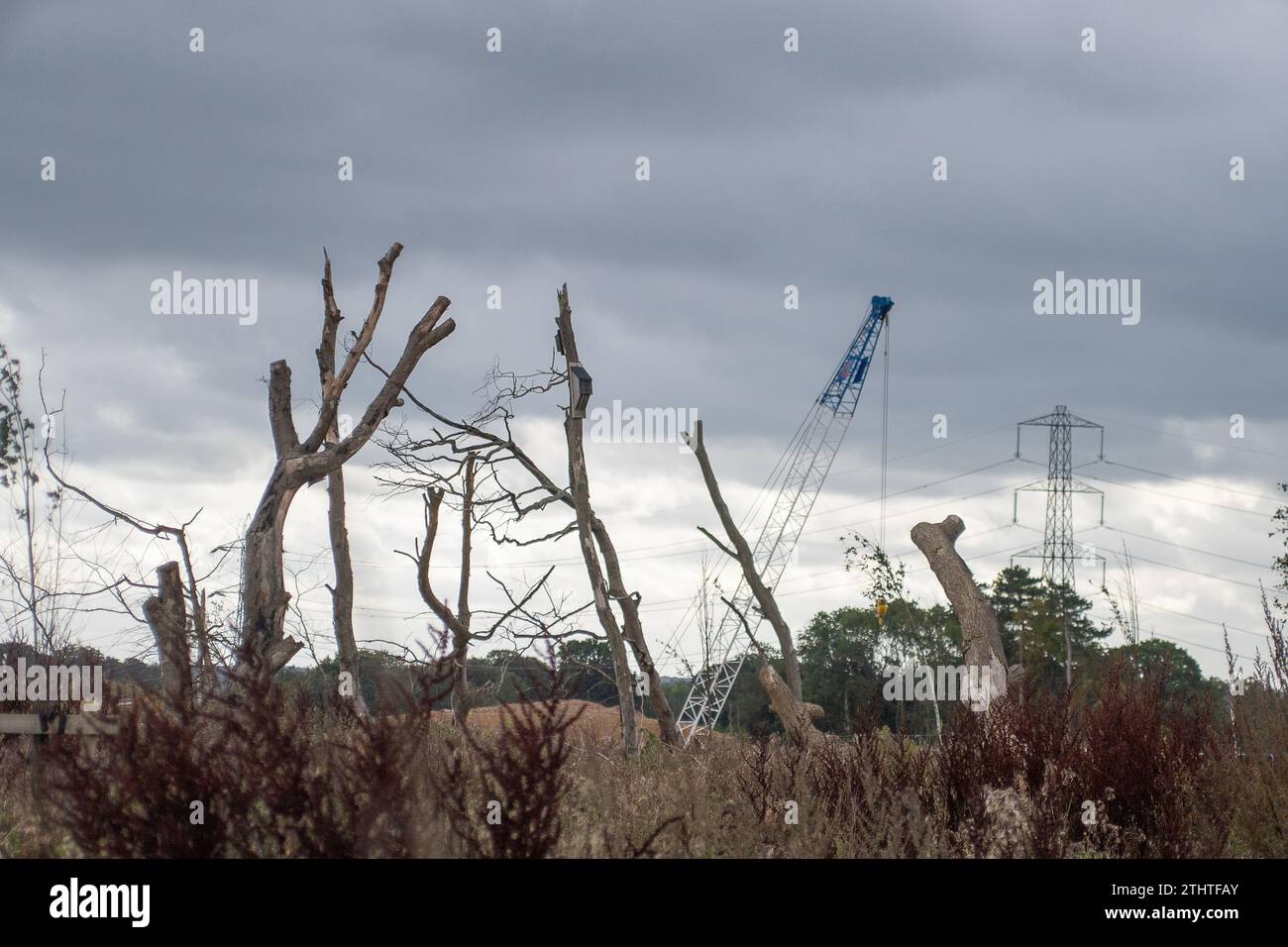 Wendover Dean, Regno Unito. 24 settembre 2023. Gli HS2 hanno distrutto gran parte del Jones Hill Wood, un antico bosco, a Wendover Dean, nel Buckinghamshire, mentre stanno costruendo un viadotto ferroviario per la ferrovia ad alta velocità. La mitigazione di HS2 per la loro distruzione, è stata quella di prendere alcuni degli antichi pavimenti boschivi e degli arti degli alberi abbattuti, e attaccarli in un campo vicino (che chiamano questa traslocazione) e mettere su di loro alcune scatole di pipistrelli. Hanno anche piantato una serie di alberelli e arbusti, ma la maggior parte di essi sono morti in quanto non sono mantenuti da HS2. Credito: Maureen McLean/Alamy Foto Stock