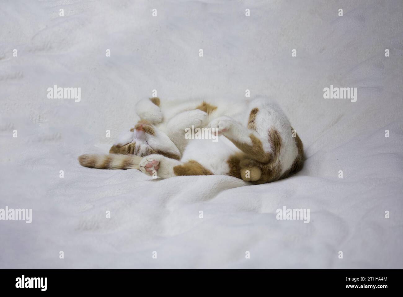 Gatto dorme su coperta bianca. Sdraiato sulla schiena, zampe. Il cappotto è rosso e bianco. Foto Stock