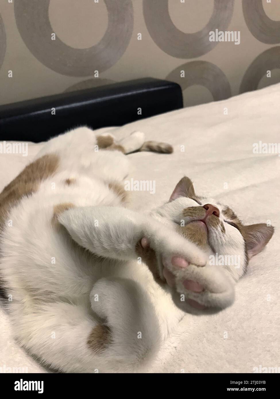 Il gatto dorme su una coperta bianca. In una posa strana. Il cappotto è rosso e bianco. Tiene la zampa in alto. Foto Stock