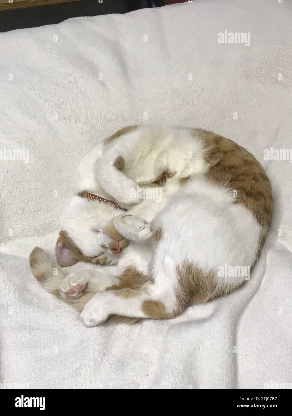 Il gatto sta dormendo, arricciato. Su una coperta bianca. Il cappotto è rosso e bianco. Foto Stock