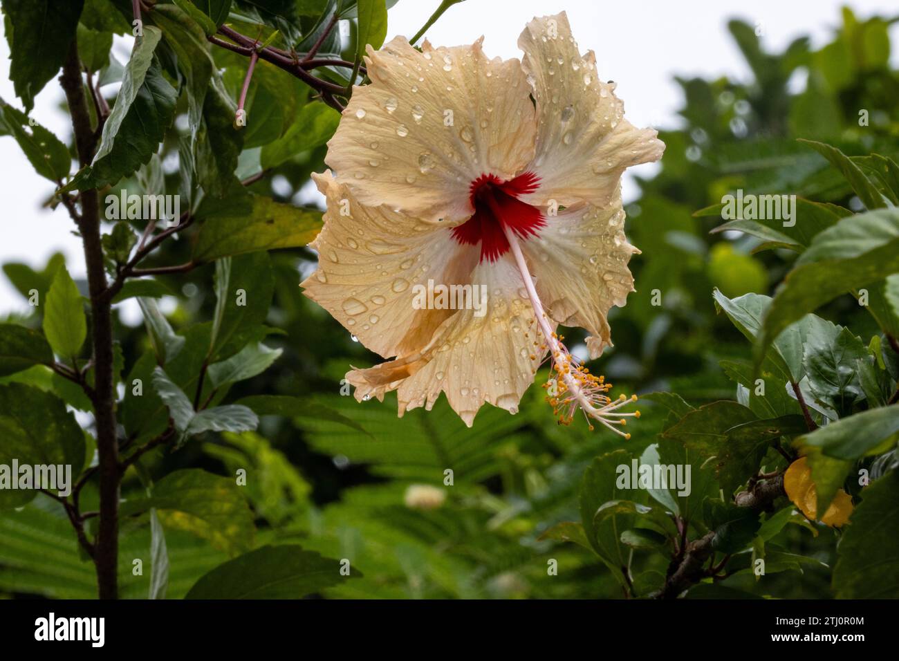 Macro, fiore di ibisco o rosa cinese, ricoperti di gocce di pioggia dopo una doccia a pioggia. Foto Stock