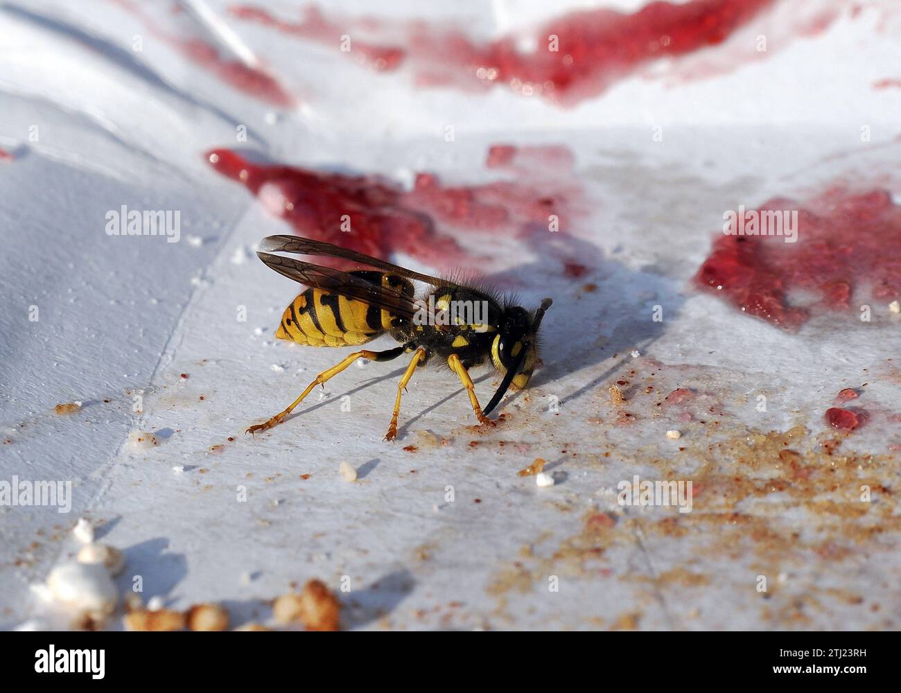 Vespa europea, vespa tedesca, Deutsche Wespe, Guêpe germanique, Vespula germanica, Budapest, Ungheria, Magyarország, Europa Foto Stock