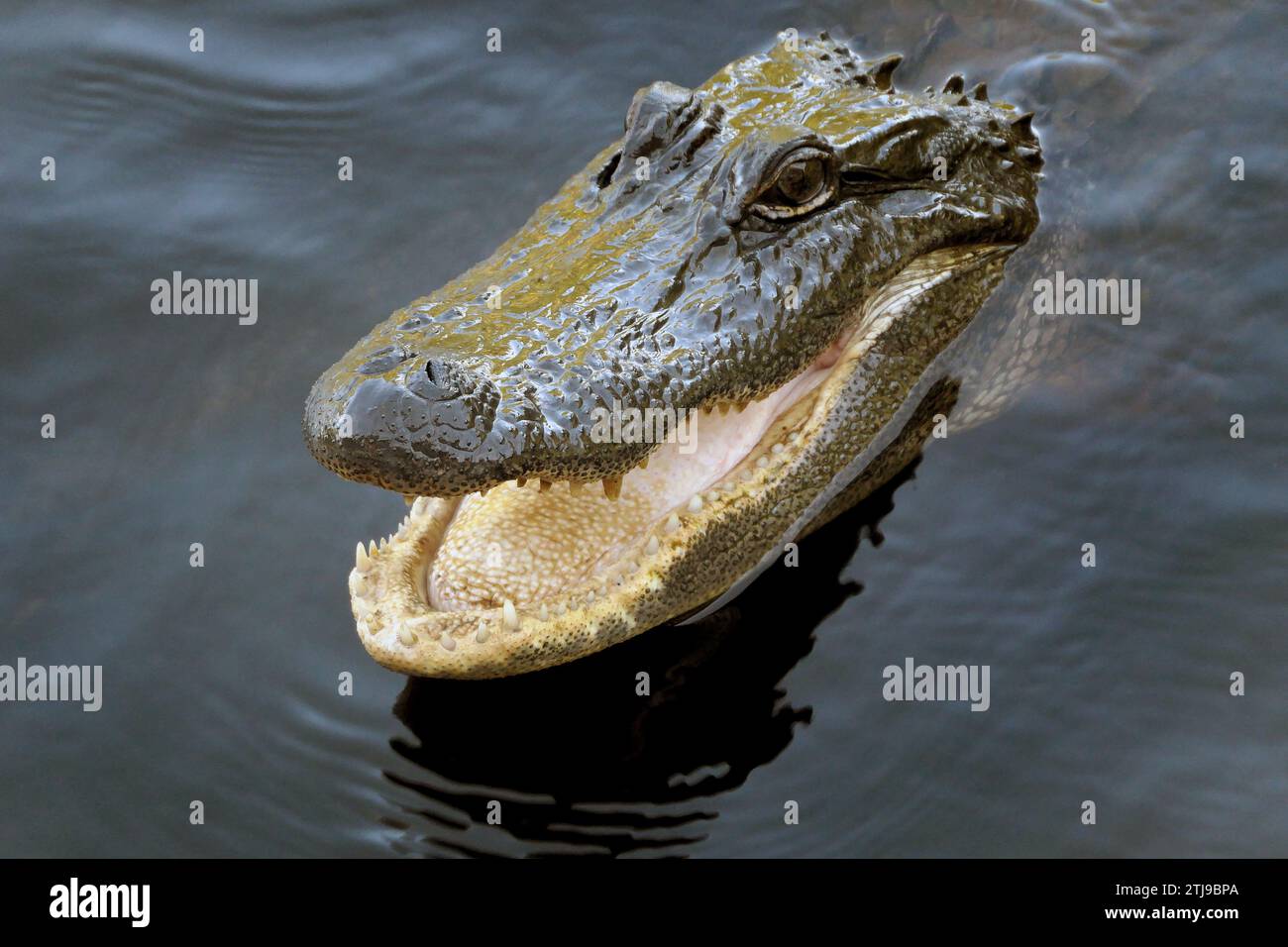 Gli alligatori attaccano la testa sopra l'acqua. Alligator mississippiensis credito: BSpragg Foto Stock