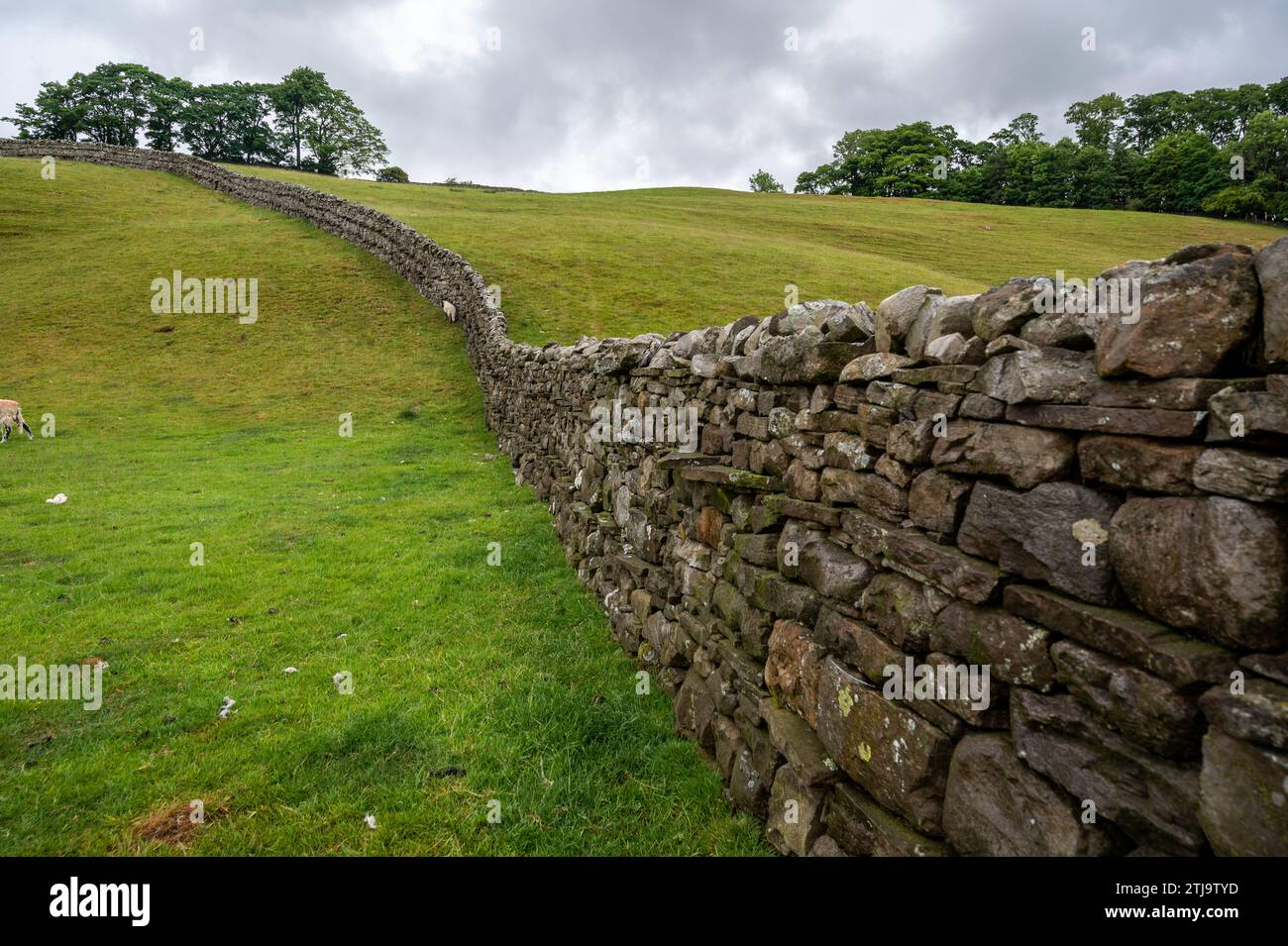 Stone Wall nello Yorkshire Dales, Inghilterra Foto Stock