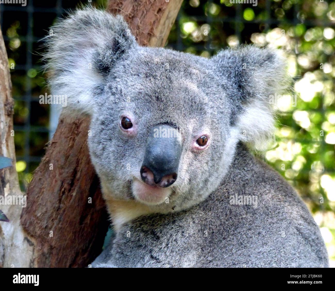 Koala Bear, Birdland Animal Park, Batemans Bay, nuovo Galles del Sud, Australia. Il koala, Phascolarctos cinereus, a volte chiamato orso koala, è un marsupiale erbivoro arboreo originario dell'Australia. È l'unico rappresentante esistente della famiglia Phascolarctidae e i suoi parenti viventi più stretti sono i vombati. Il koala si trova nelle aree costiere delle regioni orientali e meridionali della terraferma, abitando Queensland, nuovo Galles del Sud, Victoria e Australia meridionale. Credito: BSpragg Foto Stock