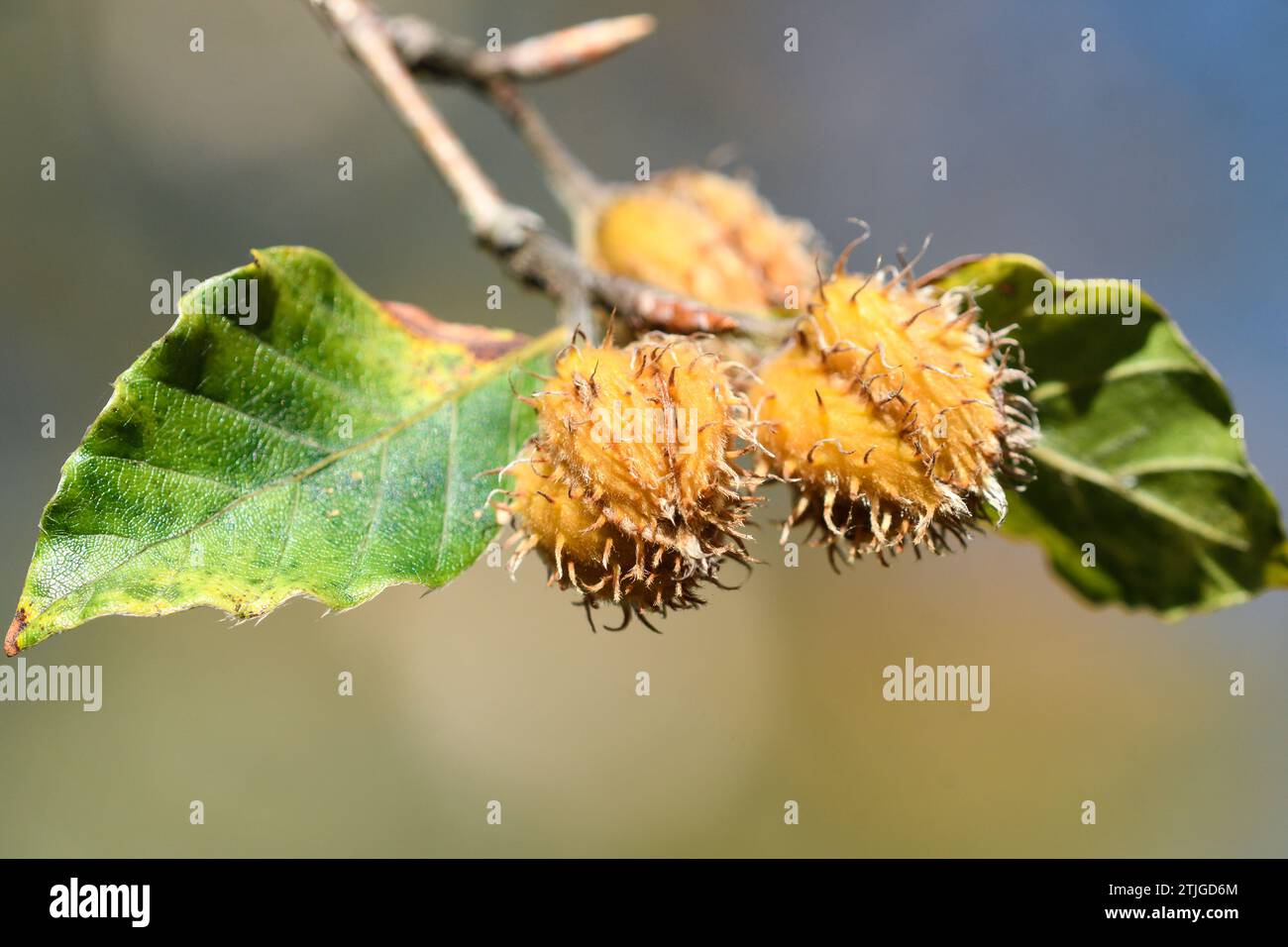 Dettaglio ravvicinato dei frutti del faggio Foto Stock