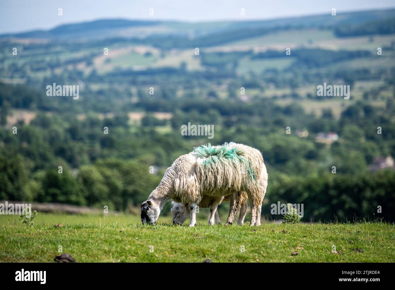 Pecore Swaledale che mangiano erba su una collina, Yorkshire, Inghilterra Foto Stock