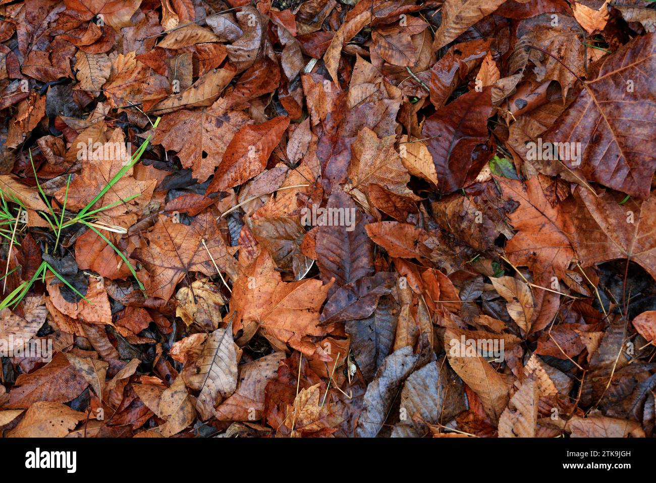 Una collezione di foglie autunnali sul terreno con poche foglie d'erba. Foto Stock