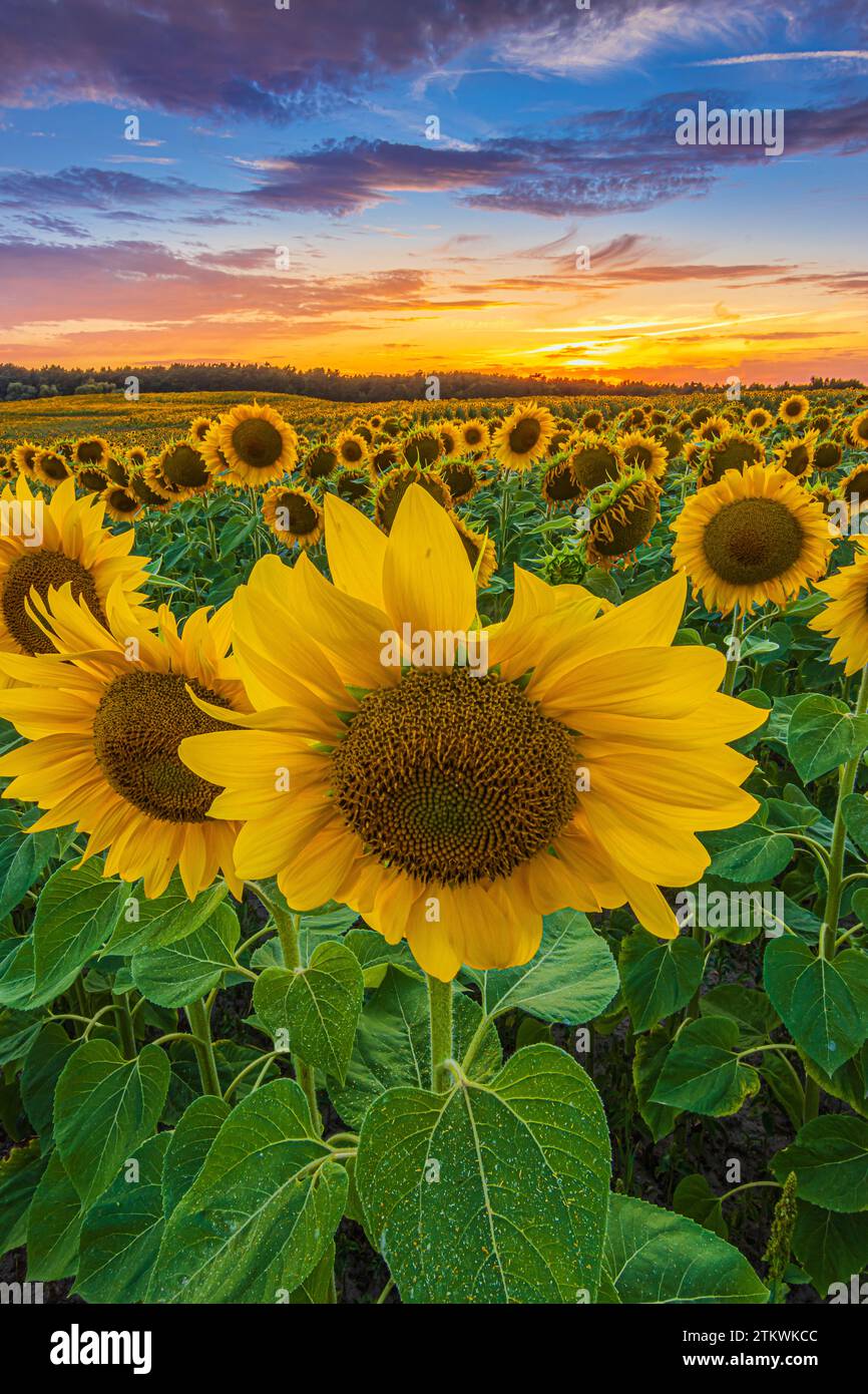 Grande fioritura di un girasole in primo piano di un campo con molte colture. Paesaggio serale estivo con cielo colorato. fiore di girasole aperto Foto Stock