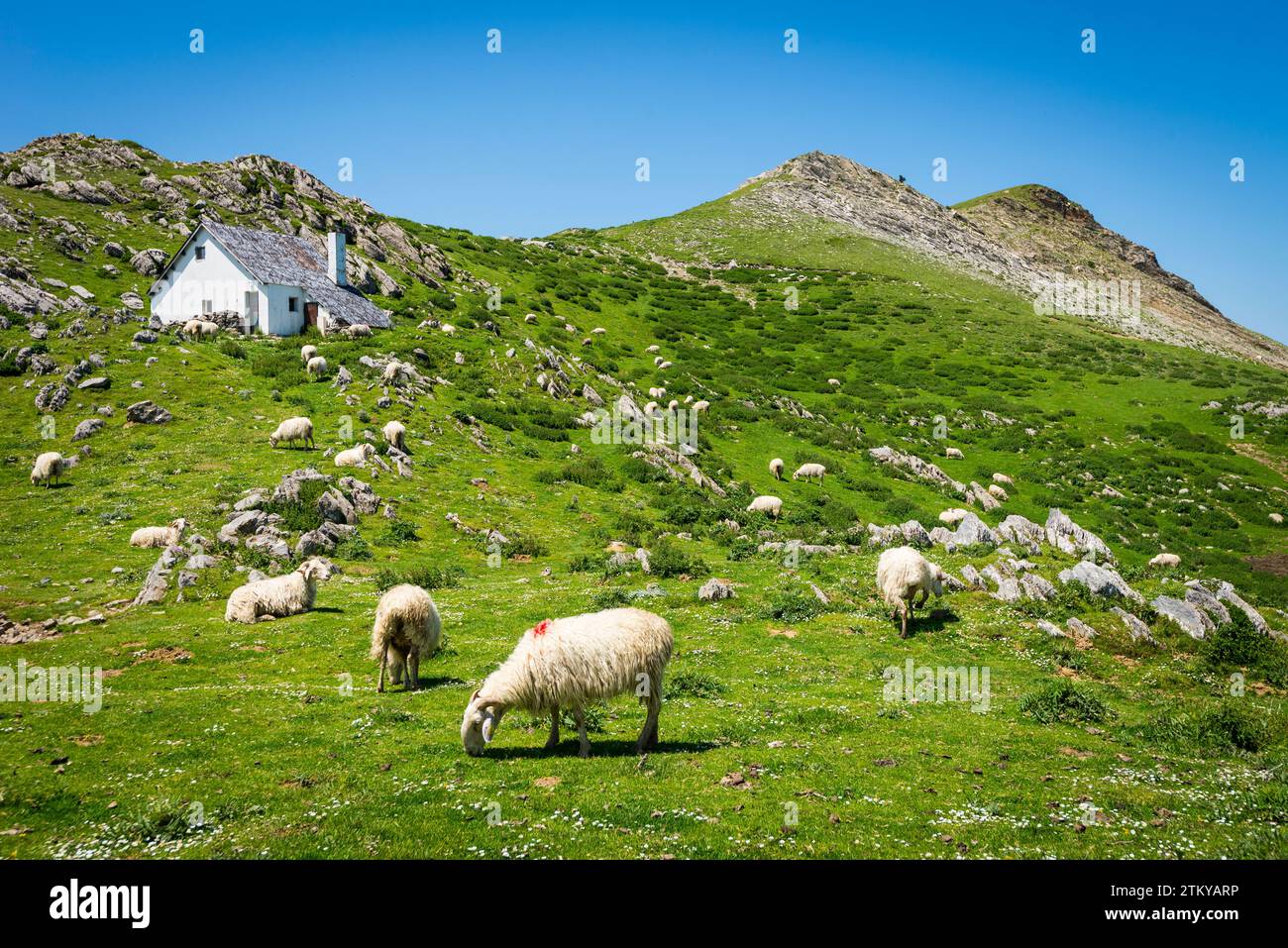 Pecore che pascolano sul lussureggiante prato verde delle colline dei Pirenei, al confine tra Spagna e Francia Foto Stock