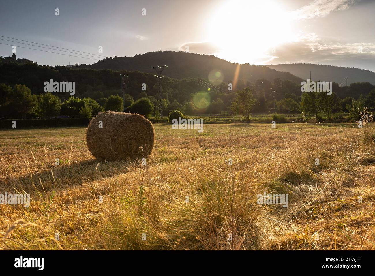 Balle di fieno pronte per la raccolta in un campo agricolo in Spagna in estate Foto Stock