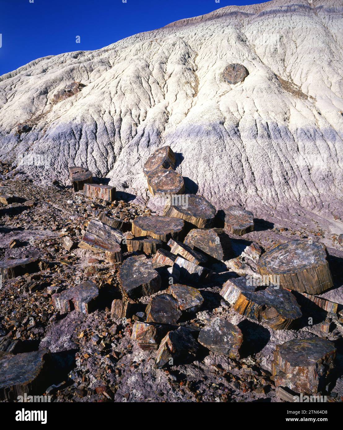 Parco Nazionale della Foresta Pietrificata, Arizona Foto Stock